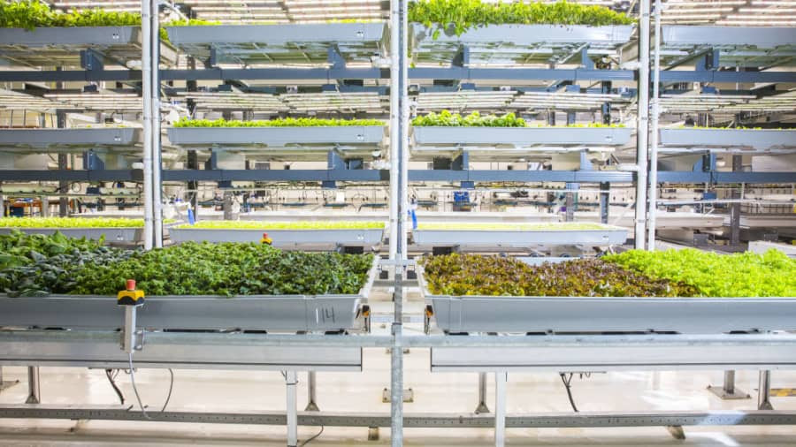 Filas de produtos crescem na fazenda interna da Bowery Farming Inc. em Kearny, New Jersey, EUA, na terça-feira, 7 de agosto de 2018. A start-up usa automação e economia de espaço em culturas empilhadas verticalmente para uma temporada de cultivo durante todo o ano que diz ser muito mais produtivo por pé quadrado do que fazendas tradicionais.