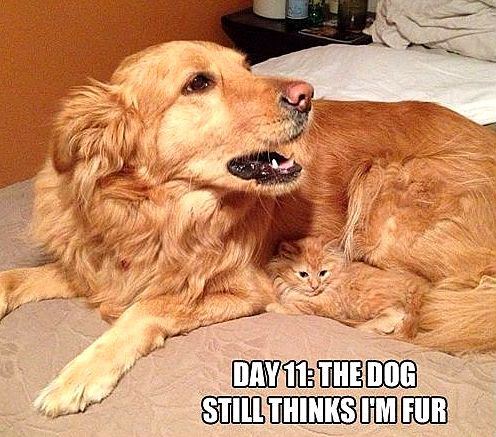 4.26.15 - Pets Who Are Hiding in Plain Sight17