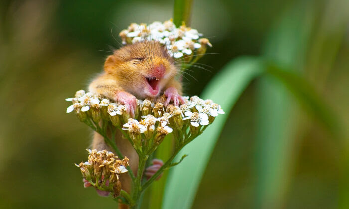 Photographer Snaps Sweet ‘Laughing Dormouse’ Perched on Flower, and More; Charming Picture Wins Award