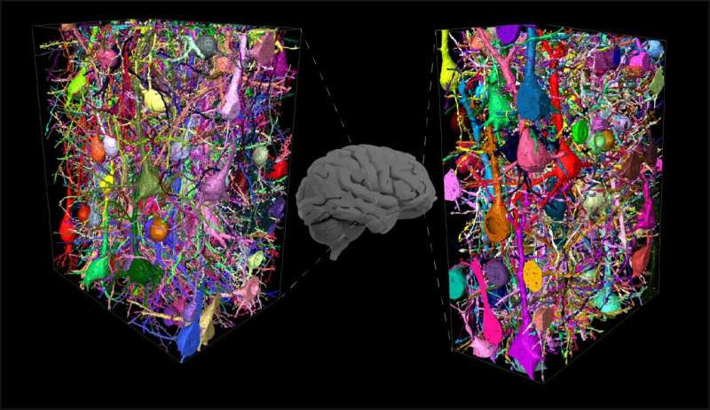 Silence for thought: Special interneuron networks in the human brain