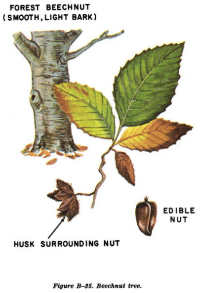 beechnut illustration edible plants