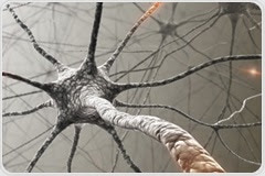 Researchers identify B immune cells that promote axon myelination in developing neurons