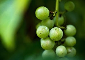 A cluster of green grapes.