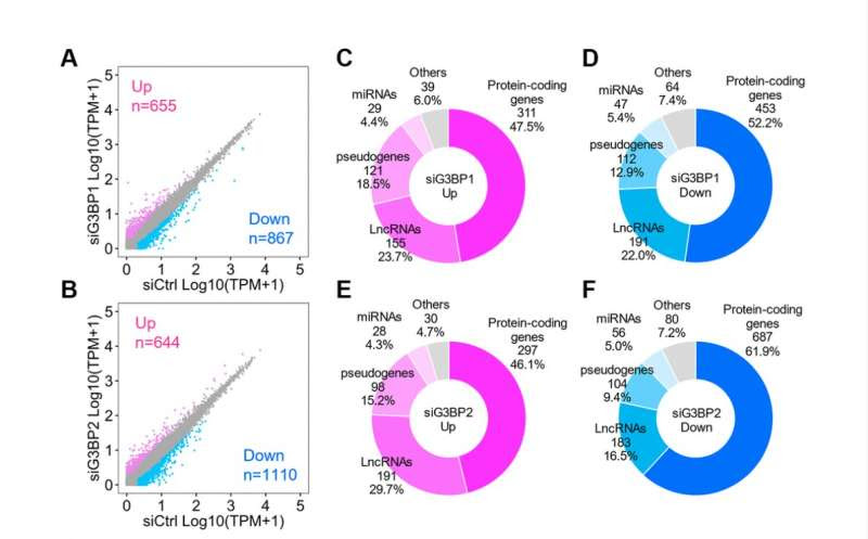 Stress granules control Alzheimer's gene transcripts and neuronal proteostasis