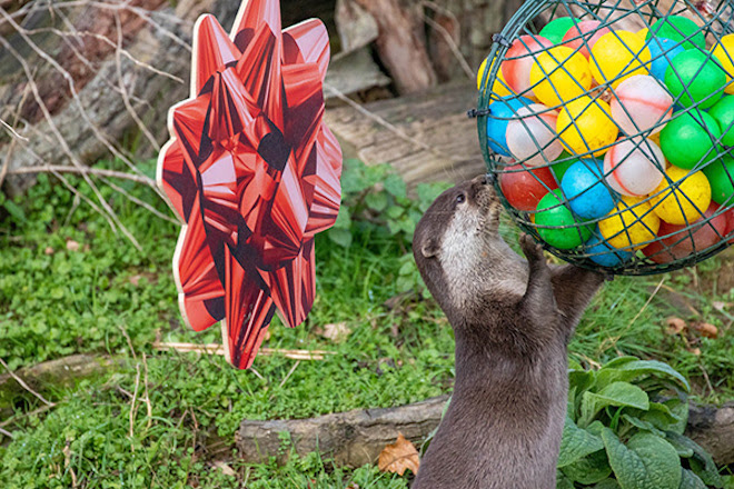 An otter at Whipsnade Zoo with festive decorations