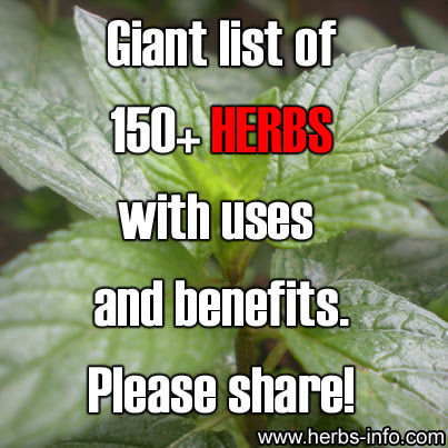 list of herbs