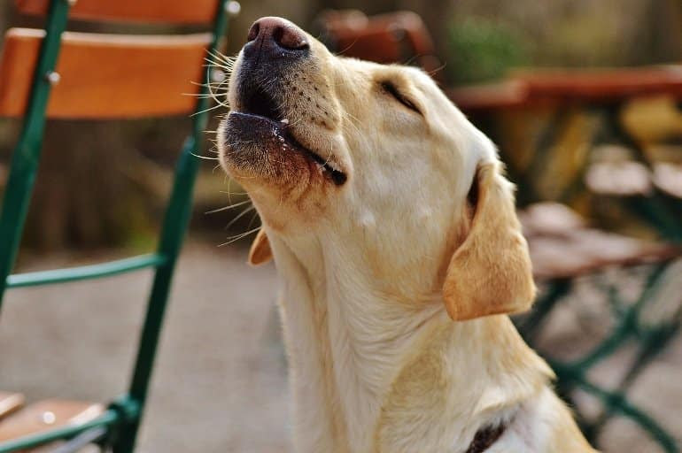 This shows a dog howling