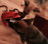 Dog with emergency kit.  Image courtesy of FredthePreparednessDog.org