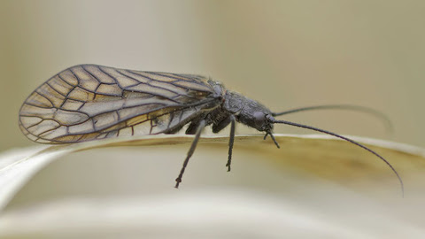 Alder fly | The Wildlife Trusts