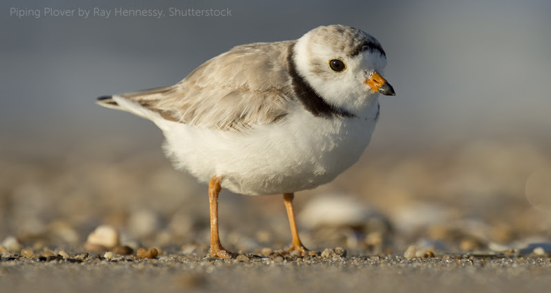 Image of Piping Plover by Ray Hennessy, Shutterstock
