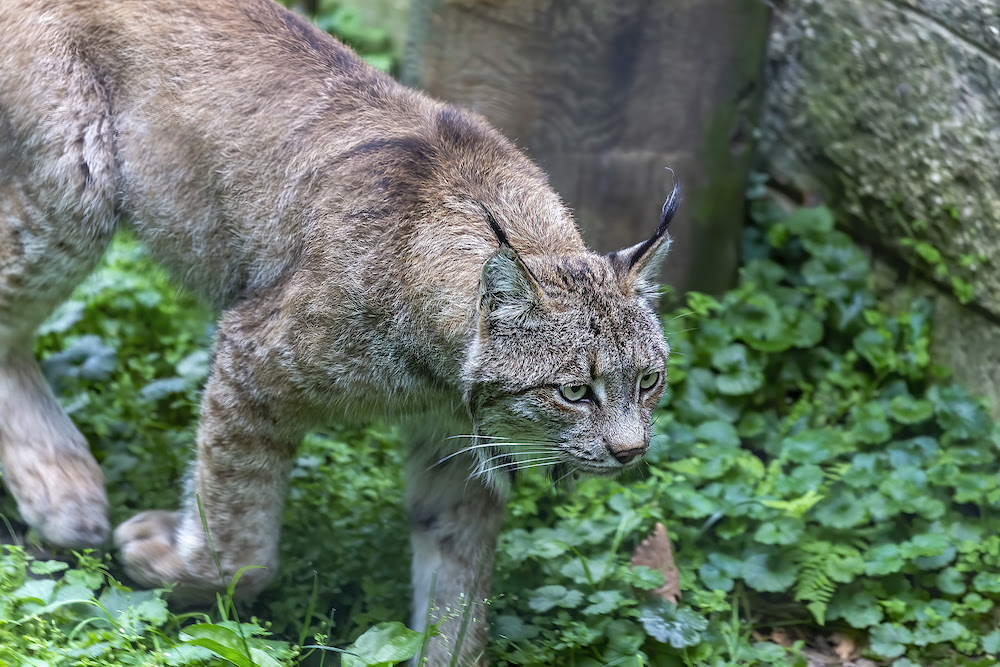 What Wild Cats Live In North America? - The Wolf Center