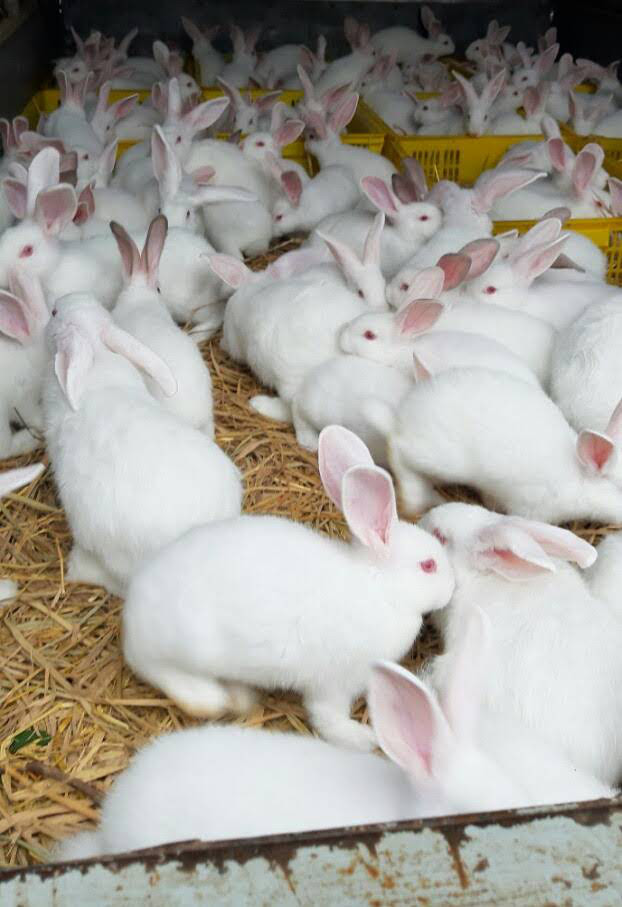 9X thu nhập hơn 500 triệu/năm nhờ 1.000 con thỏ New Zealand  - Ảnh 4.