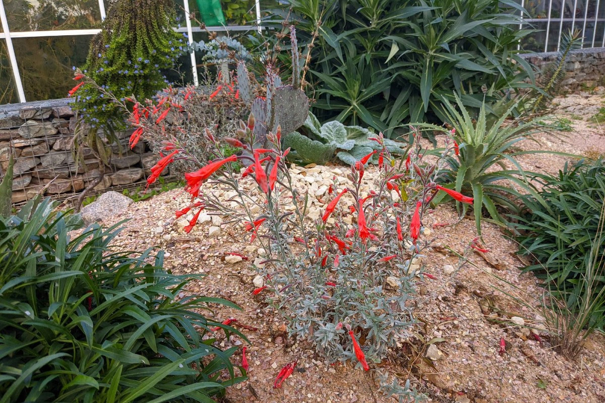 Scarlet-coloured California fuschia planted in waste concrete and rock outside the Butterfly House
