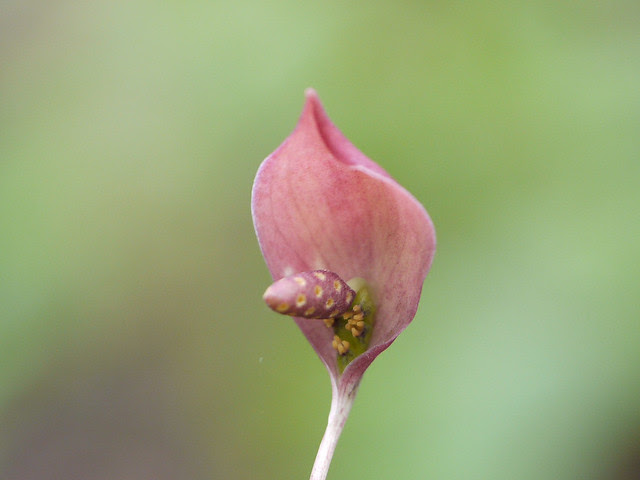 Ariopsis peltata Nimmo
