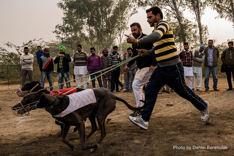Dogs race in Punjab