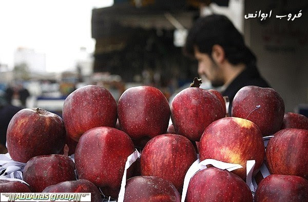موسم قطف التفاح في جبال دماوند