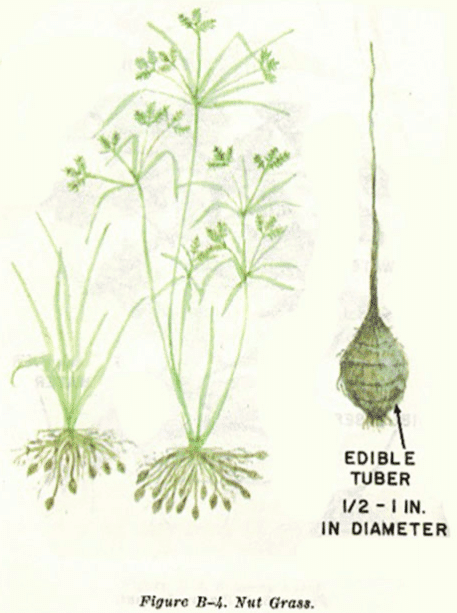 nut grassl illustration edible plants