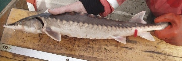 A young Atlantic sturgeon being measured for length.