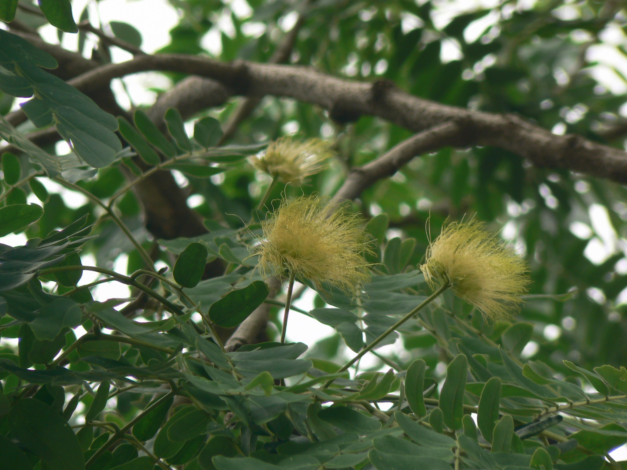 Albizia lebbeck (L.) Benth.