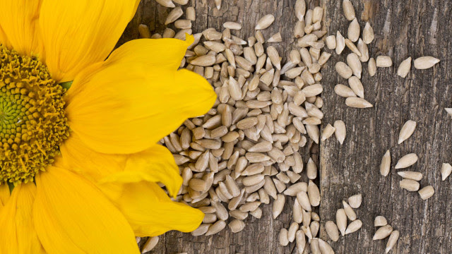 O benefício surpreendente das sementes de girassol