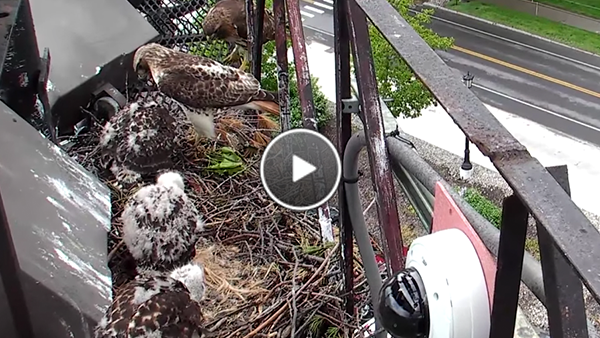 Watch An Afternoon Frog Delivery On The Cornell Hawks Cam.