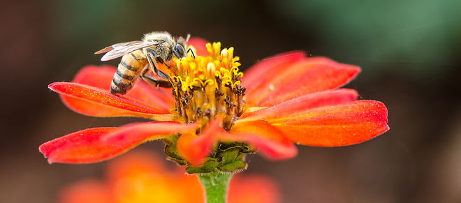 Abeja en una flor