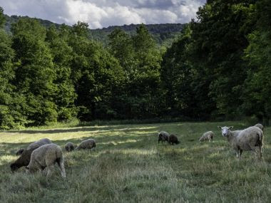 sheep in a grassy field with trees in the background