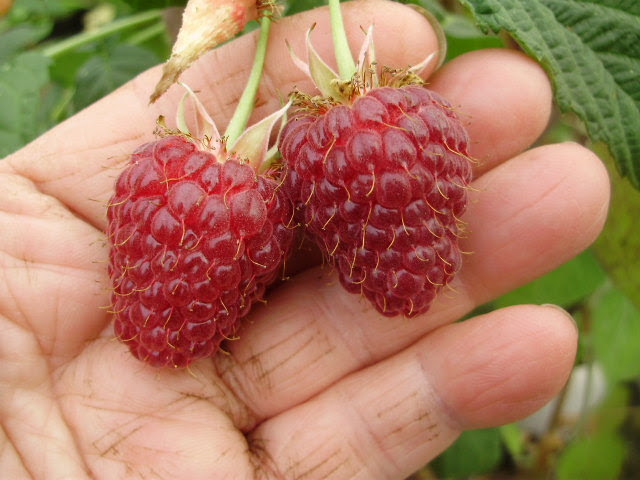 The enormous delicious fruits of autumn raspberry Joan J