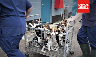 Foto: beagles in een rijdende kooi