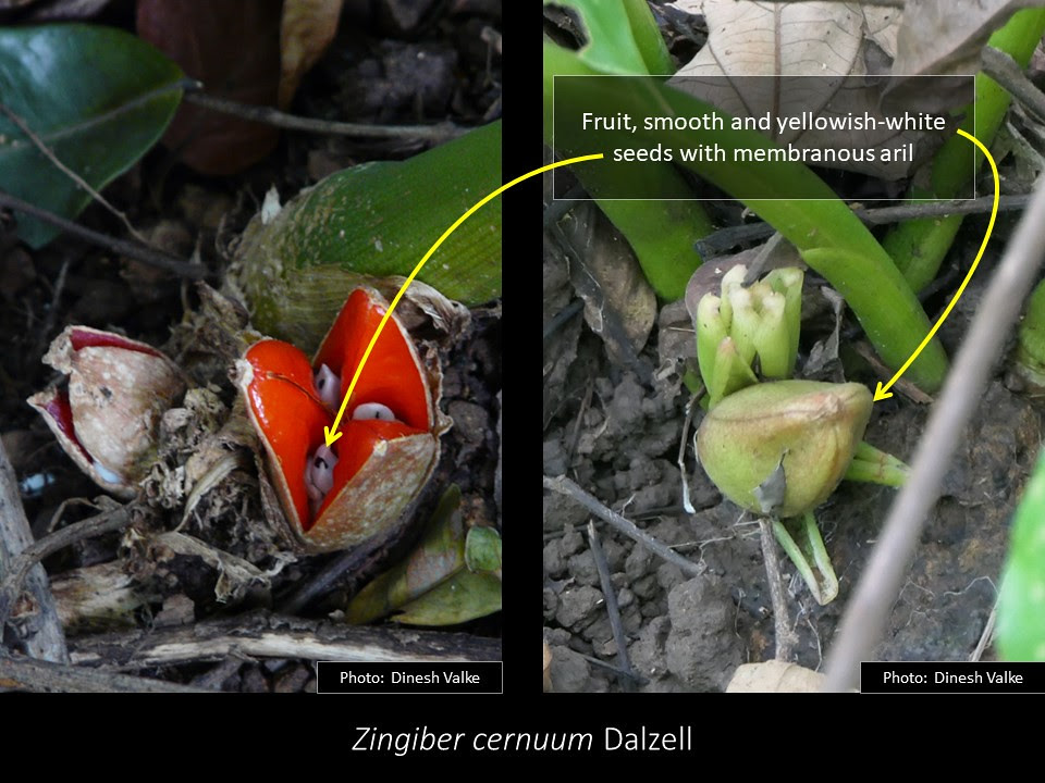 Slide2 fruit and seed of Zingiber cernuum Dalzell