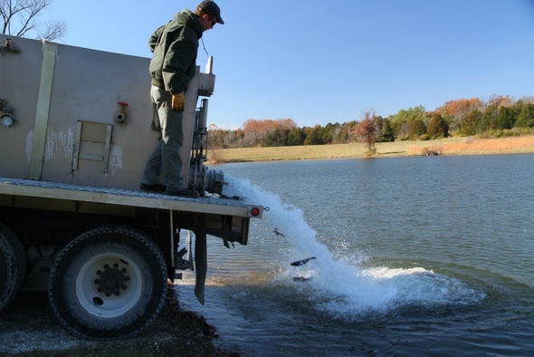 An MDC fish stocking truck puts trout into a lake.