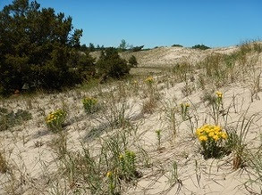 Another view of the sand dunes that are part of a 100-acre land acquisition at Ludington State Park