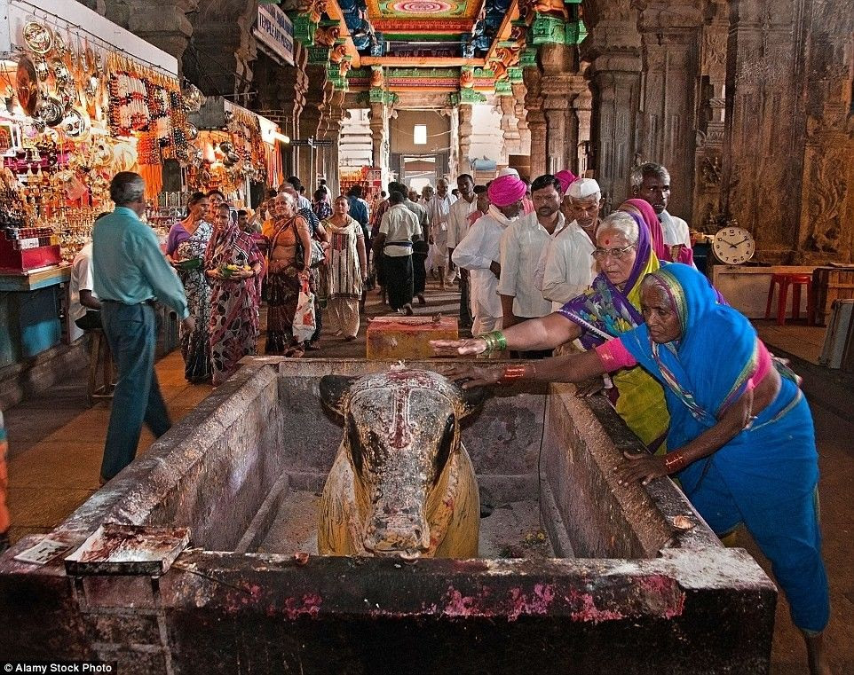 Trong đền Sri Meenakshi Amman có tượng bò thiêng, dâng cho nữ thần Parvati.