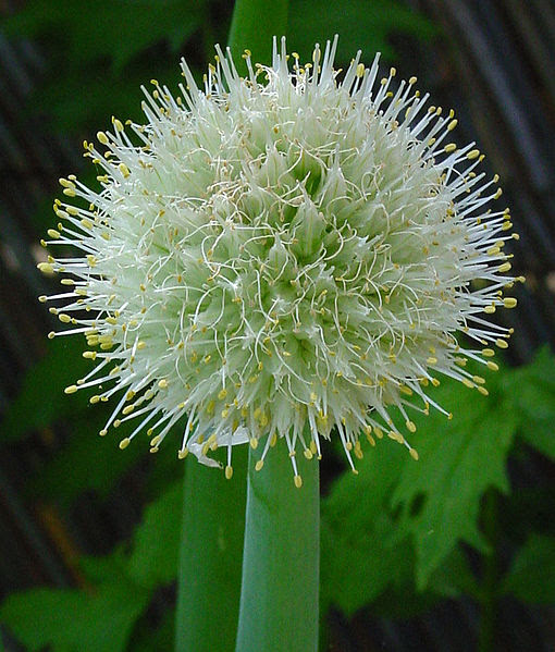 Tập tin:Allium cepa B.jpg
