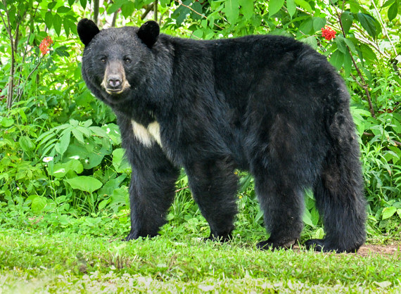 Maine New Black Bear Trapping Education Course The HuntingPA com Maine New Black Bear Trapping Education Course The HuntingPA com