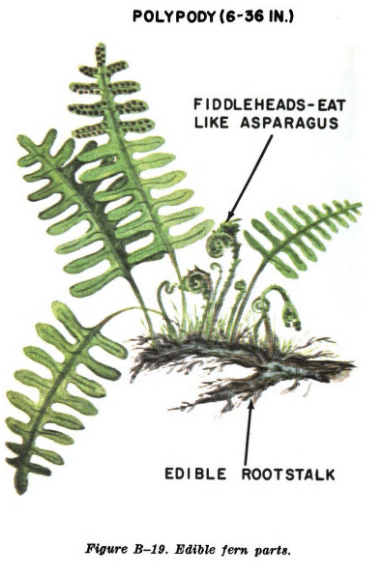 fern illustration edible plants