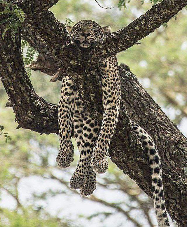 Leopard-Hot-or-Asleep
