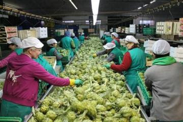 Perú exportó alcachofas por US$ 88 millones durante el 2021