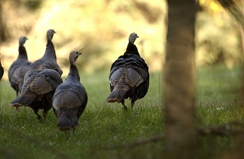 small group of dark brown turkeys walks away from the camera, trotting off into a green field amid a few tall trees