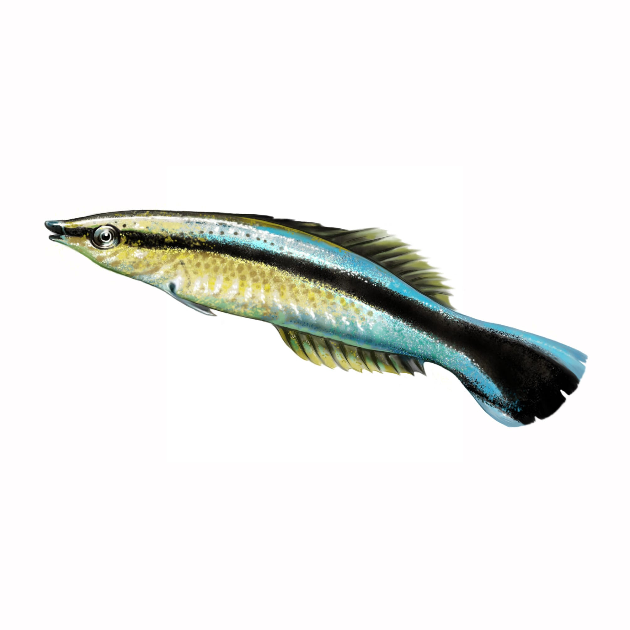 Hawaiin Cleaner Wrasse