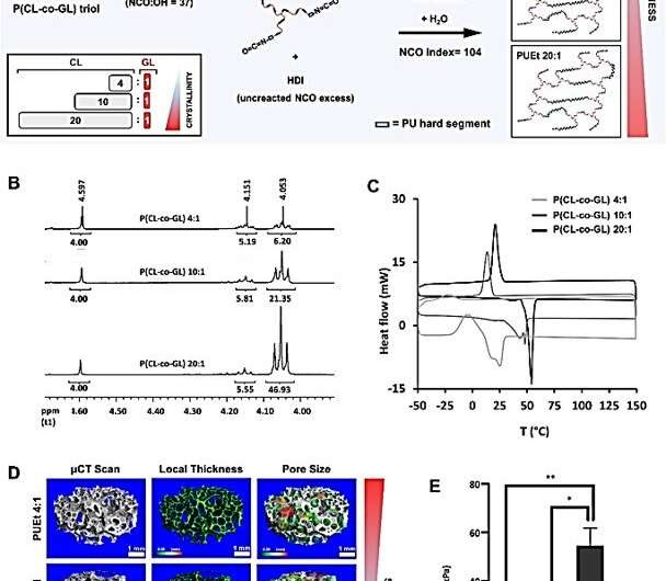 Soft tissue regeneration in a cell-free scaffold microenvironment