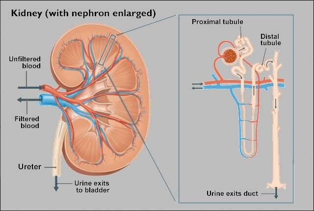 SARS-CoV-2 can infect kidneys directly, researchers find