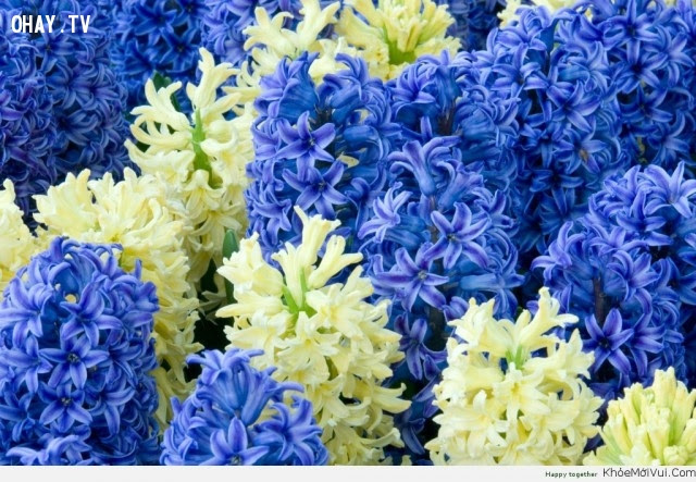 Hoa Dạ lan Hương - Sự vui chơi,hoa ngữ,ngôn ngữ các loài hoa,hoa quả,hoa đẹp