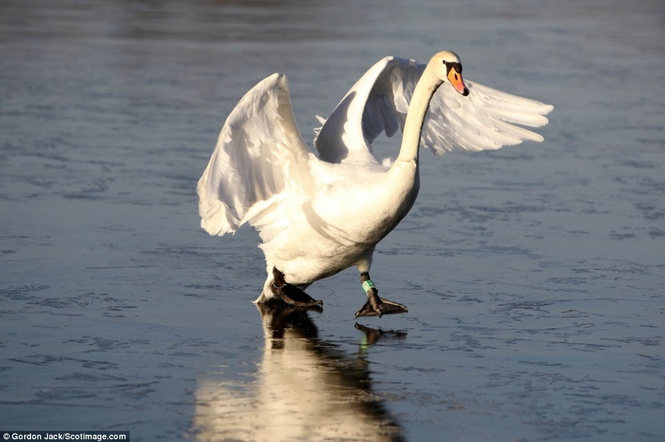 Steady on: It looked promising at first, even graceful at the swan slipped and slided across the ice
