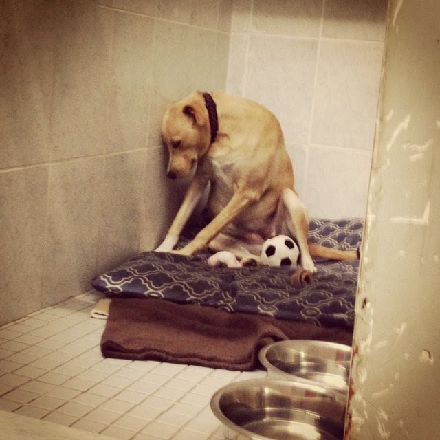 The 'Saddest Dog in the World' Returned to Shelter Again (Video) The 'Saddest Dog in the World' Returned to Shelter Again (Video)