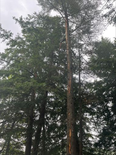 large tree with damage from lightning strike