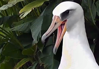 A Laysan Albatross From the Cornell Bird Cams Flickr Group