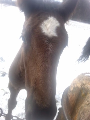 horses, organic, farm