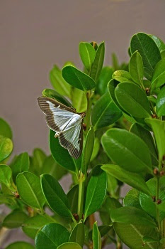 A box tree moth, with open white wings edged in brown, rests on a boxwood twig. 