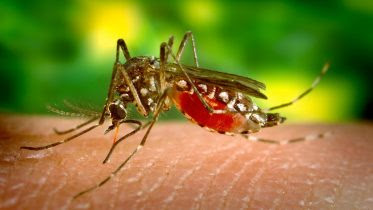 Mosquito Biting Dengue Fever